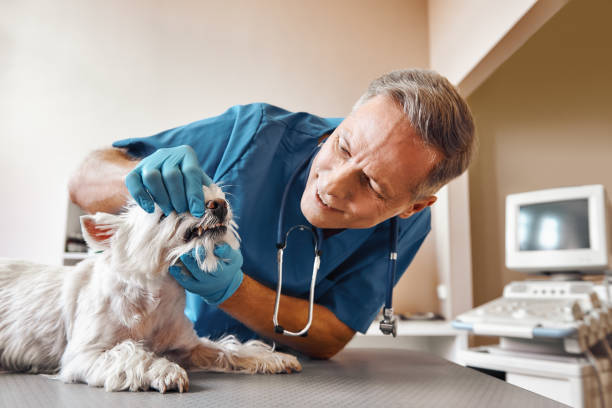 Best Emergency Dental Surgery in Battle Creek, MI